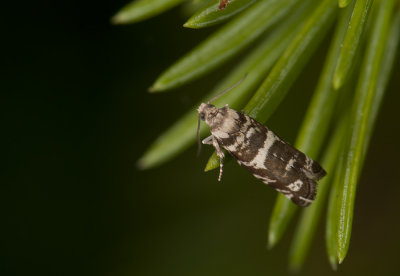 1461   Epinotia tedella  2942.jpg