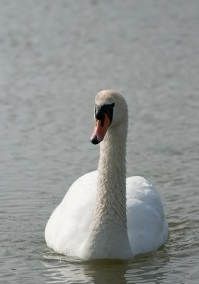 Mute Swan  0709.jpg