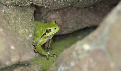 Hyla arborea  1069.jpg