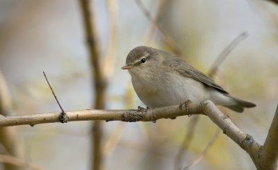 Willow Warbler  0720.jpg