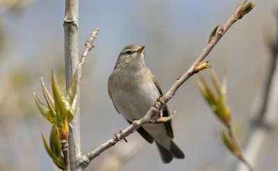 Willow Warbler