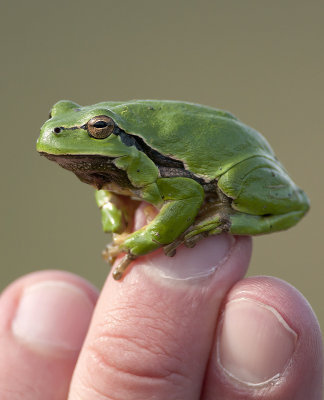 Hyla arborea  1120.jpg