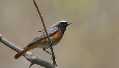 Redstart  1045.jpg