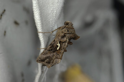 2646 Autographa mandarina 130.jpg