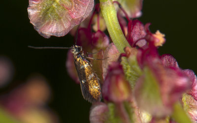 0006   Micropterix aruncella  3274.jpg