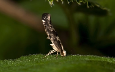 0456 Argyresthia conjugella 3281.jpg