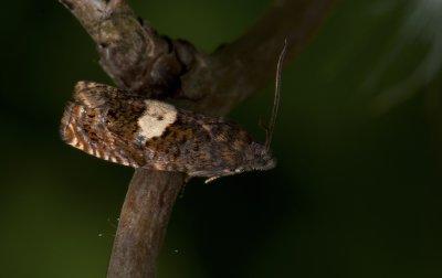 1498 Epiblema sticticana 3296.jpg