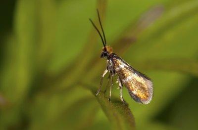 0006   Micropterix aruncella  3311.jpg