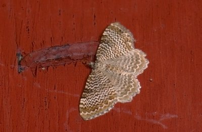 2408   Rheumaptera undulata  3418.jpg