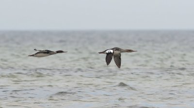 Red-breasted Merganser  3905.jpg