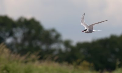 Arctic Tern  3951.jpg