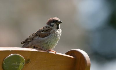 Tree Sparrow  4250.jpg