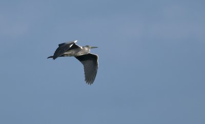 Grey Heron  4527.jpg
