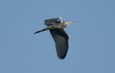 Grey Heron  4532.jpg