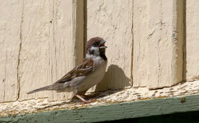 Tree Sparrow  4661.jpg
