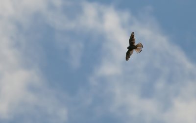 Kestrel 4941.jpg
