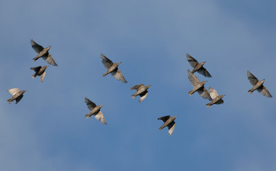 Starling 4972.jpg