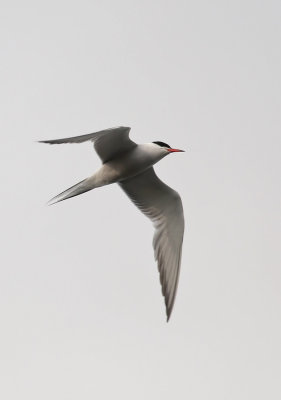 Common Tern  5214.jpg