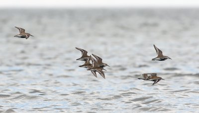 Dunlin  5472.jpg