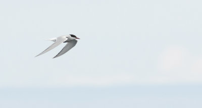 Arctic Tern  5571.jpg