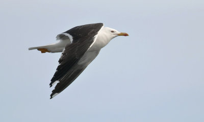 Lesser Black-backed Gull  5929.jpg