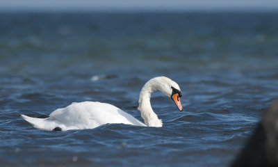 Mute Swan  6078.jpg