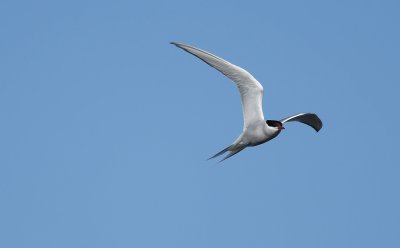 Arctic Tern  6259.jpg