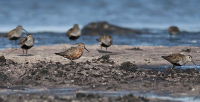 Curlew Sandpiper  6573.jpg