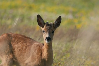 Capreolus capreolus  6616.jpg