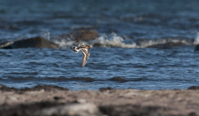 Ruddy Turnstone  6937.jpg