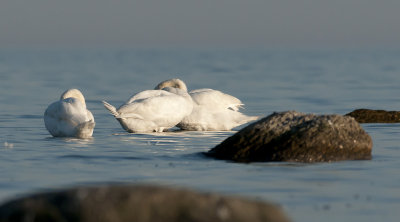 Mute Swan  8606.jpg