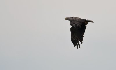 White-tailed Eagle  9007.jpg