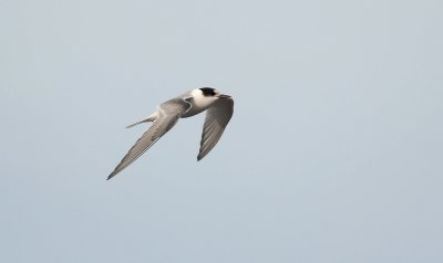 Arctic Tern  9057.jpg