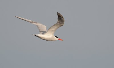 Caspian Tern