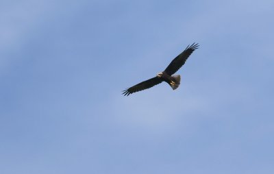 Marsh Harrier  0135.jpg