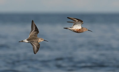 Curlew Sandpiper  1954.jpg