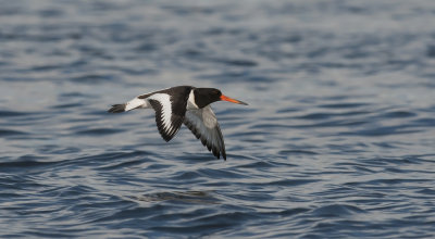 Oystercatcher  1964.jpg