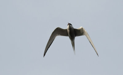 Arctic Tern  0041.jpg