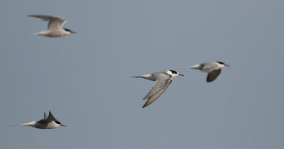 Common Tern  0027.jpg