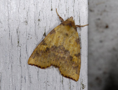 2747 Xanthia togata 0567.jpg