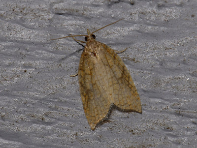 1245 Acleris rhombana 0581.jpg