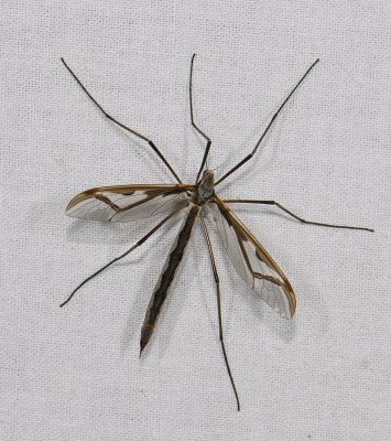 Pedicia rivosa   0601.jpg