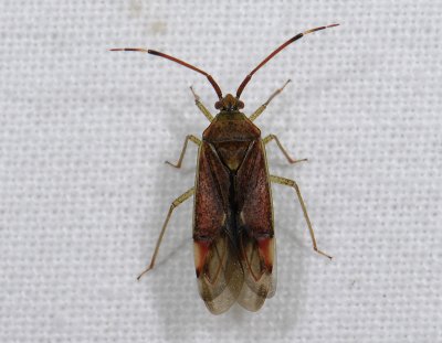 insect0624.jpg