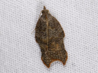 1246 Acleris emargana 0450.jpg