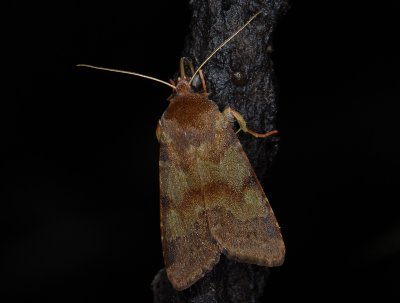 2754 Agrochola helvola 0457.jpg