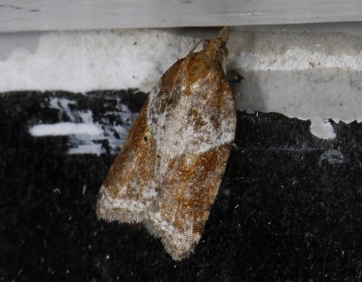 1241 Acleris laterana 0376.jpg