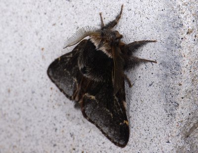 1932   Poecilocampa populi  1474.jpg