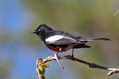 Painted Redstart in Madera Canyon.JPG