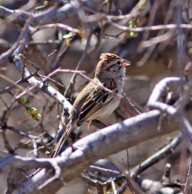 Rufopus-winged Sparrow in Florida Wash Medera Canyon.JPG
