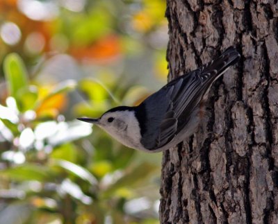 White-breasted Nuthatch in Madera Canyon.JPG